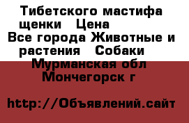  Тибетского мастифа щенки › Цена ­ 10 000 - Все города Животные и растения » Собаки   . Мурманская обл.,Мончегорск г.